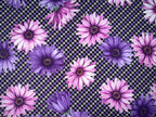 Hiss-Slings On-The-Go Purple Daisies